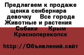 Предлагаем к продаже щенка сенбернара - девочку. - Все города Животные и растения » Собаки   . Крым,Красноперекопск